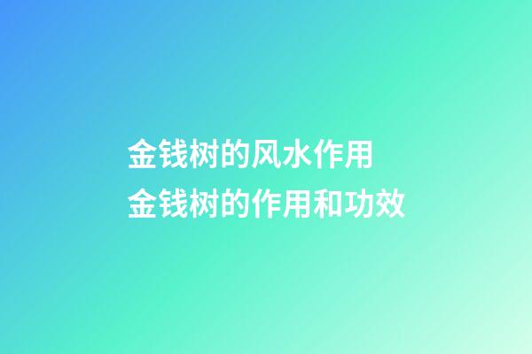 金钱树的风水作用 金钱树的作用和功效